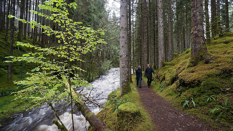 Чоловік і жінка гуляють лісом біля струмка